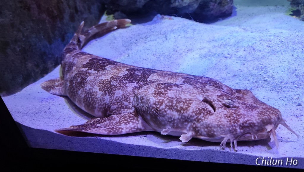 沖縄美ら海水族館